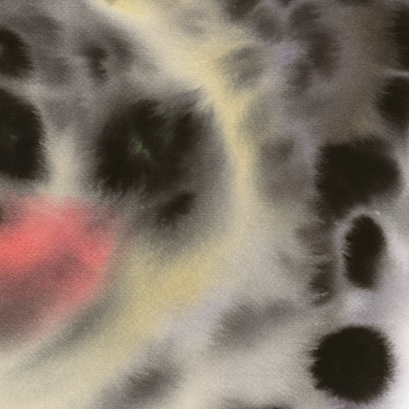 Snow Leopard Rop van Mierlo